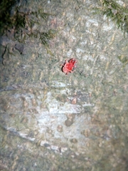 Trombidium holosericeum