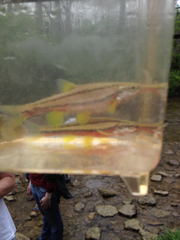 Chrosomus erythrogaster