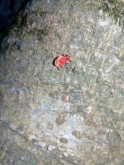 Trombidium holosericeum