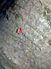 Trombidium holosericeum