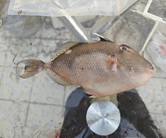 Hairfin Triggerfish photo 3
