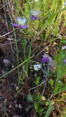 Collinsia sparsiflora