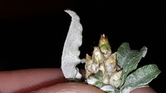 Gamochaeta argyrinea