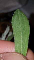 Gamochaeta argyrinea