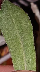 Gamochaeta argyrinea