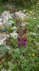 Salvia hierosolymitana