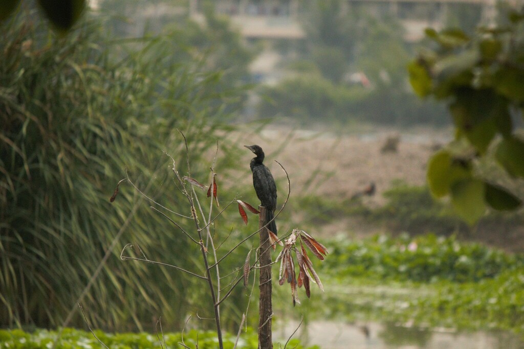 Little Cormorant from ตำบลองครักษ์ อำเภอองครักษ์ นครนายก 26120 ประเทศ ...