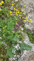 Salvia hierosolymitana
