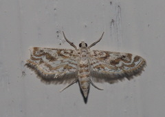 Parapoynx diminutalis