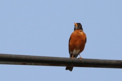 Turdus migratorius