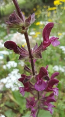 Salvia hierosolymitana