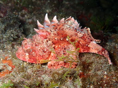 Small Red Scorpionfish photo 2