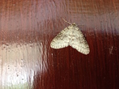 Trichopteryx carpinata