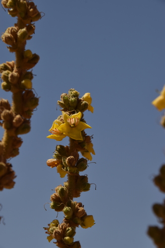 Image of Verbascum sinaiticum by (c) Mitch Van Dyke, some rights reserved (CC BY)
