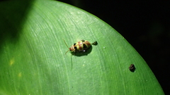 Asphaera quadrifasciata