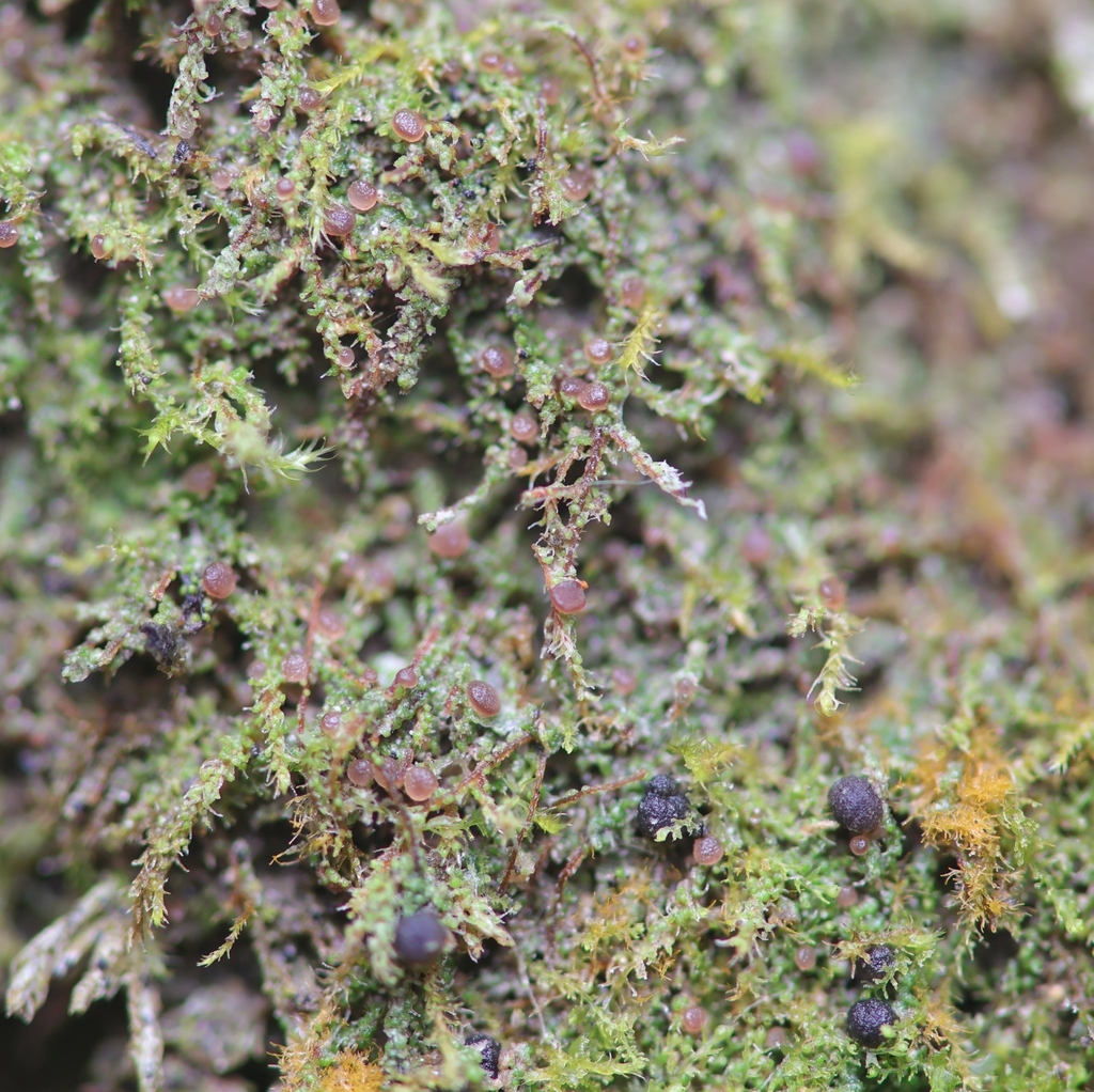 Bilimbia microcarpa
