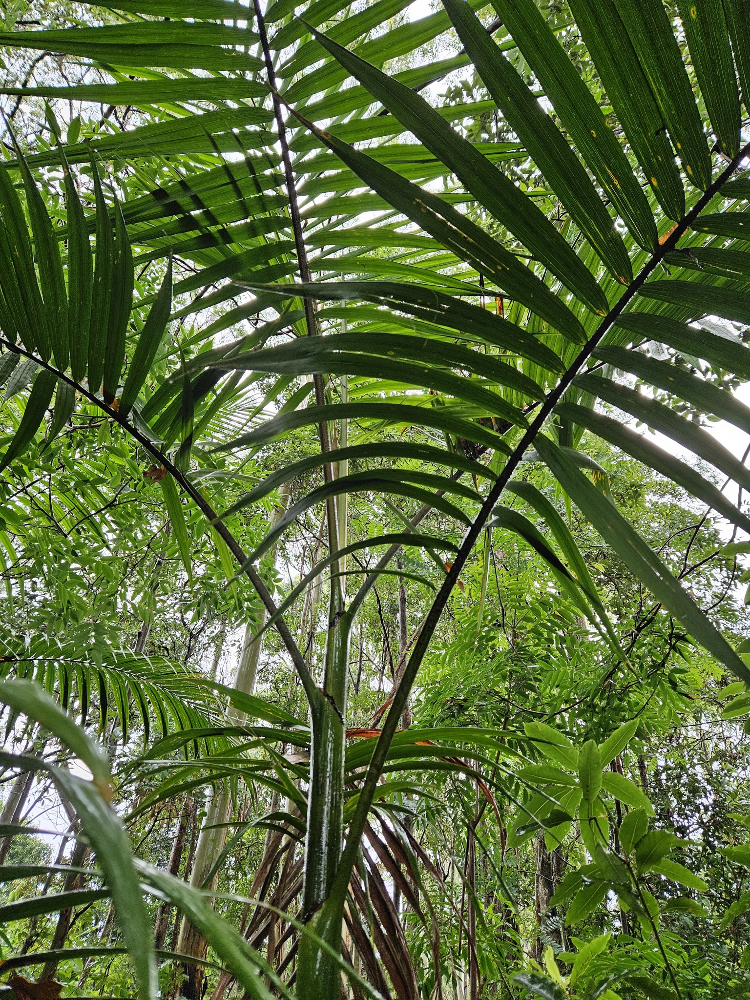 Imagem de Palmeira-imperial