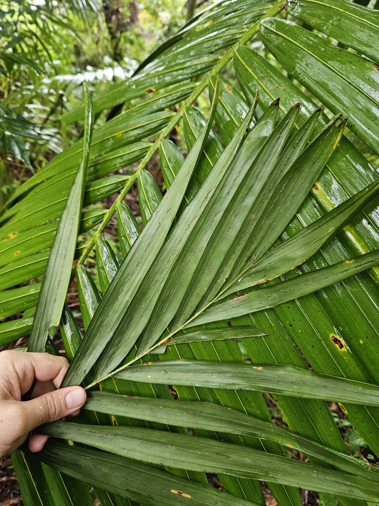 Imagem de Palmeira-imperial