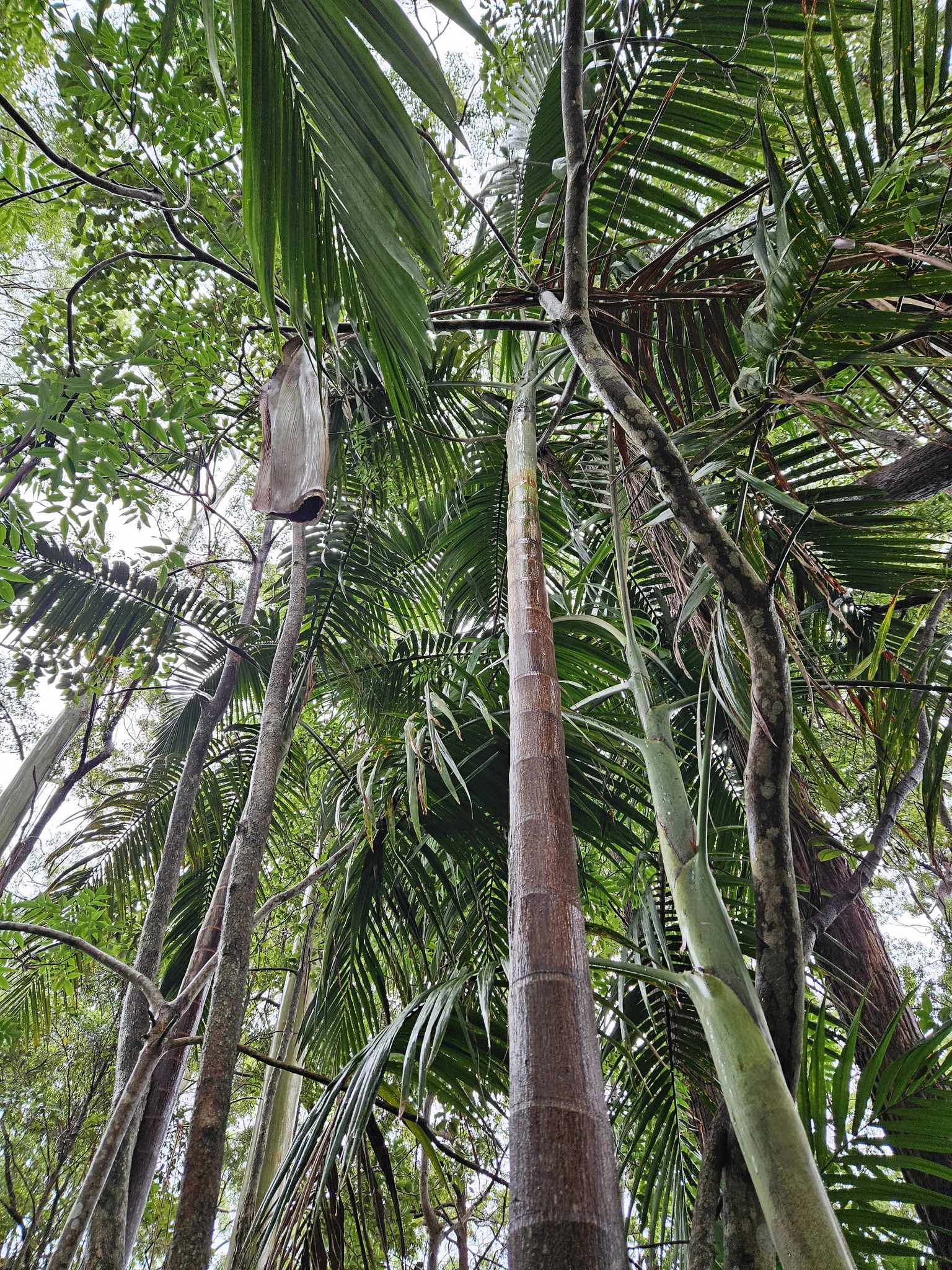 Imagem de Palmeira-imperial