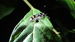 Hoplomutilla