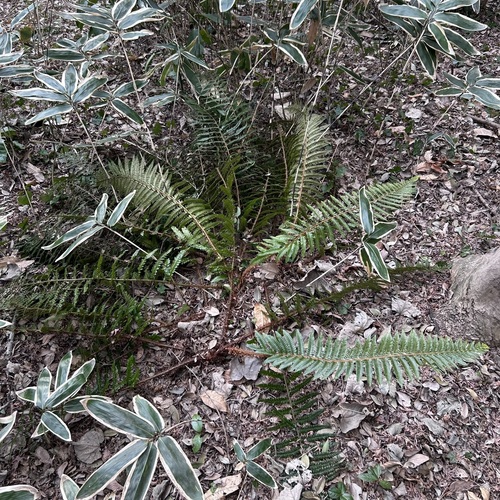 Polystichum polyblepharon iNat (2)