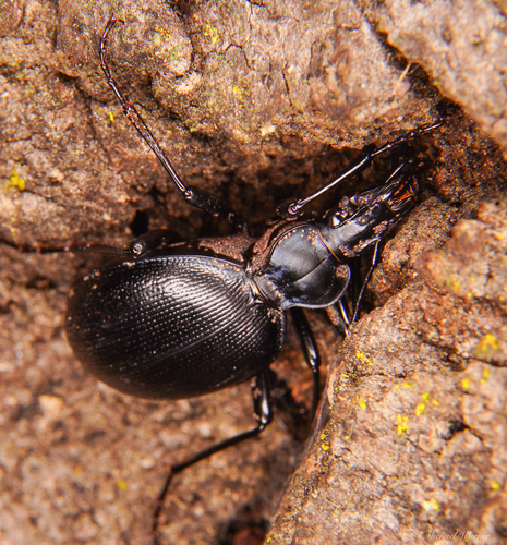 Pot-bellied Snail-eating Beetle photo 3
