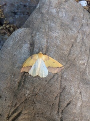 Neoterpes edwardsata