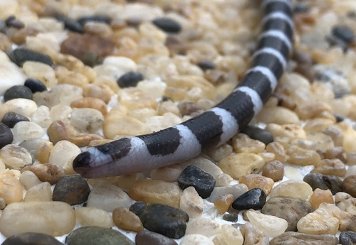 Eastern Bandy Bandy sighting