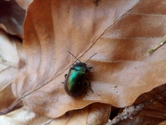 Chrysolinina