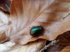 Chrysolinina
