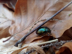 Chrysolinina