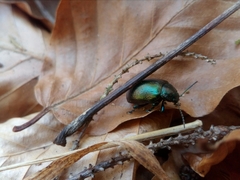 Chrysolinina