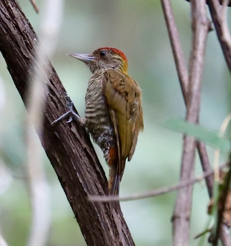 Veniliornis kirkii
