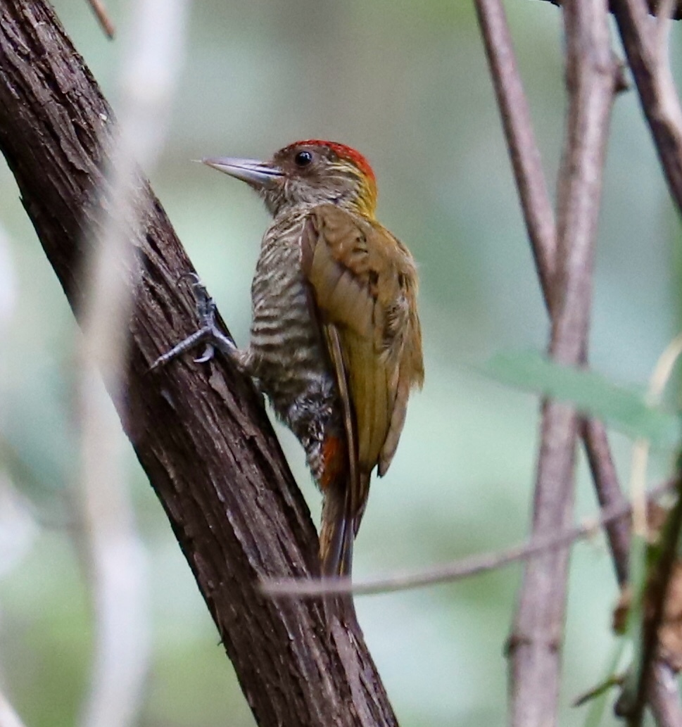 Red-rumped Woodpecker (Veniliornis kirkii)