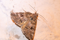 Eubolina impartialis
