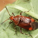 Deraeocoris olivaceus - Photo (c) ingridaltmann, algunos derechos reservados (CC BY)