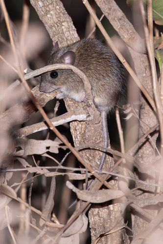 Rattus sordidus observed 2023-10-15