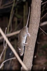 Canefield Rat photo 4
