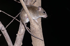 Canefield Rat photo 3