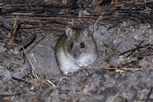 Rattus sordidus observed 2023-10-15