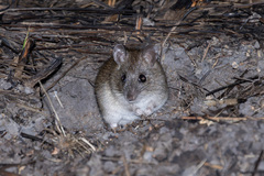 Canefield Rat photo 2