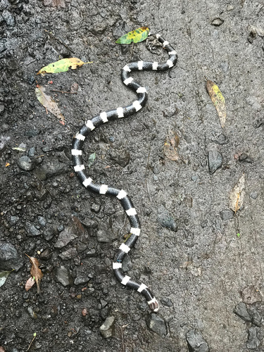 Eastern Bandy Bandy sighting