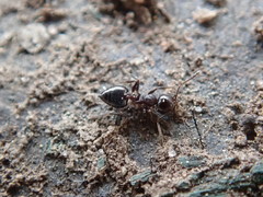 Crematogaster cerasi