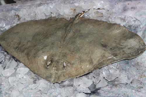 Japanse vlinderrog (Gymnura japonica) — Gymnuridae — 2