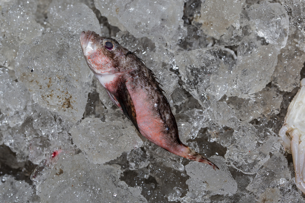 Dwarf Stingfish