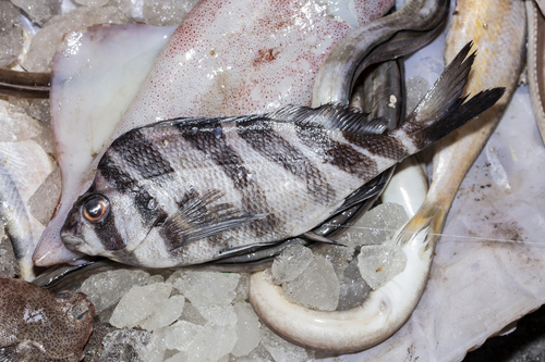 Fourhorn morwong (Cheilodactylus quadricornis) — Cheilodactylidae — 3