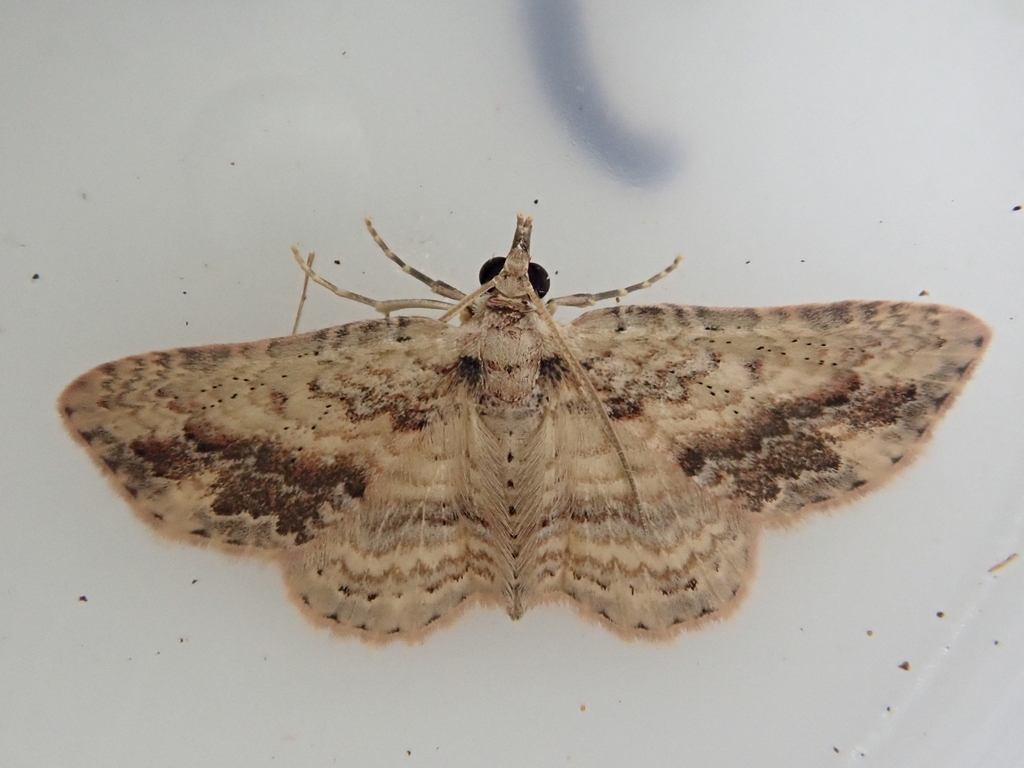 Gymnoscelis smithersi