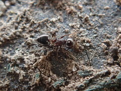Crematogaster cerasi