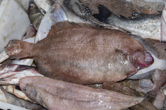Slime Flounder photo 2