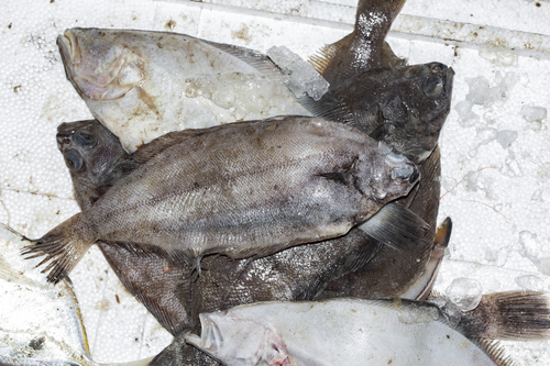 Willowy flounder